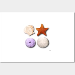 Scallop, Starfish, Sea Urchin, Sand Dollar Posters and Art